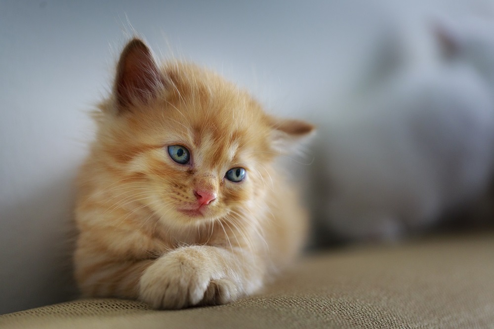 オレンジ色のぶち子猫