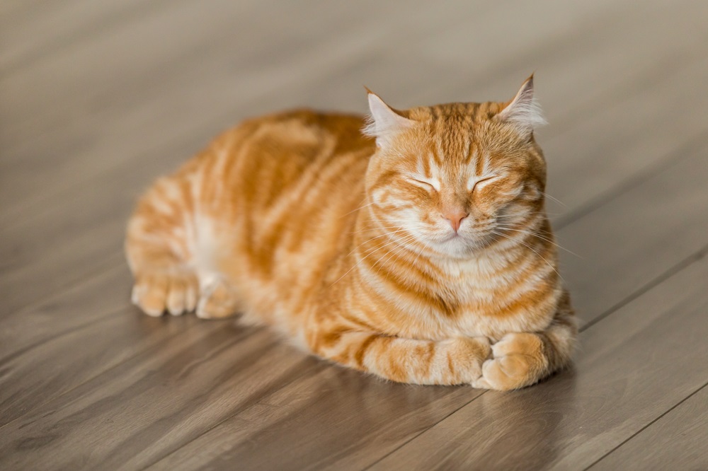 茶色の寄木細工の床にオレンジ色のぶち猫