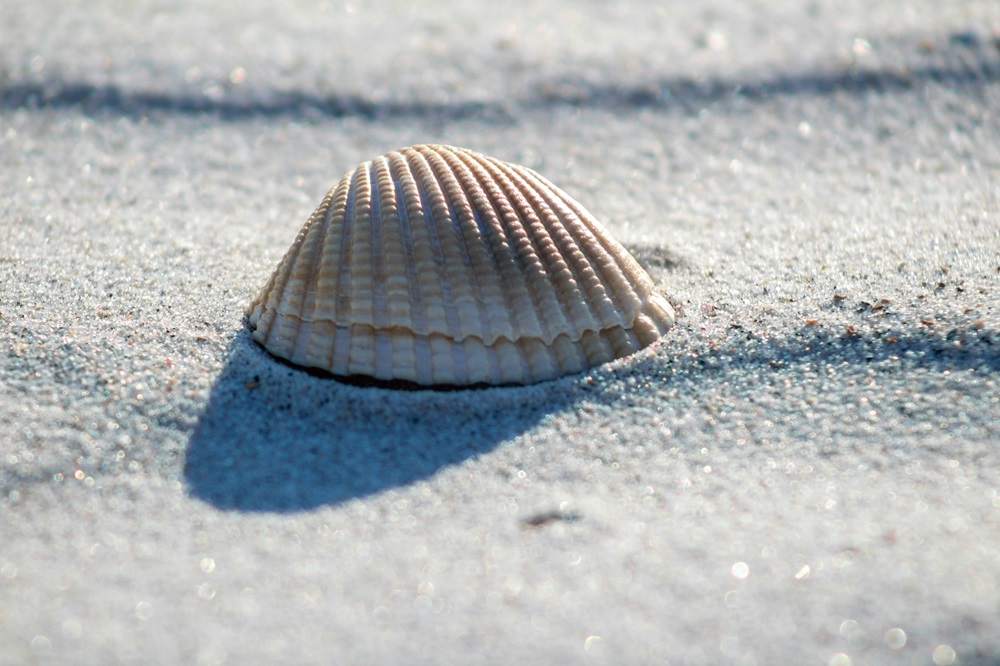 浜辺に落ちている１個の貝