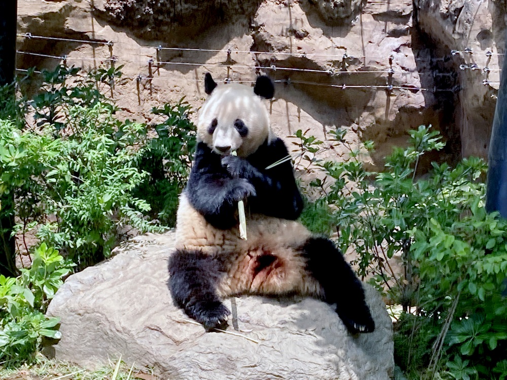 パンダが岩の上で餌を食べている